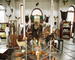 The museum is home to artifacts like crafts and wildlife, timber, and entomology. Also, display the artifacts related to forest engineering and arms The museum is home to artifacts like crafts and wildlife, timber, and entomology. Also, display the artifacts related to forest engineering and arms.